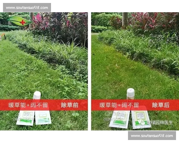 提升草坪质量的有效措施与管理技巧分析
